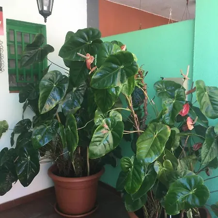 Casa Angeles Santa Cruz de la Palma (Isla de la Palma)